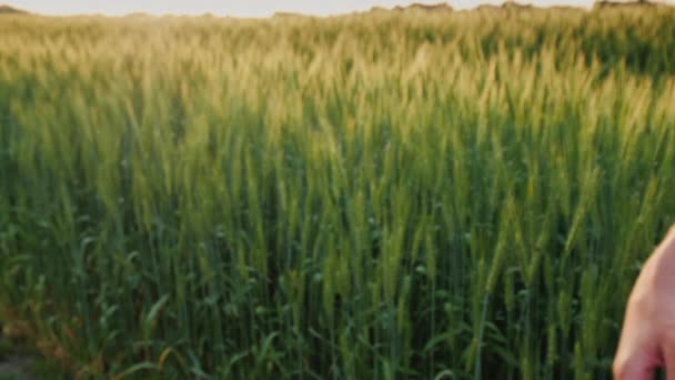 Fuerte apretón de manos de dos agricultores en el fondo de un campo de trigo — Vídeos de Stock