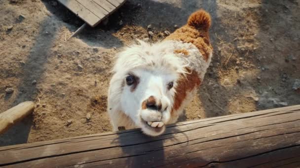 Een kind voedt een koele alpaca — Stockvideo