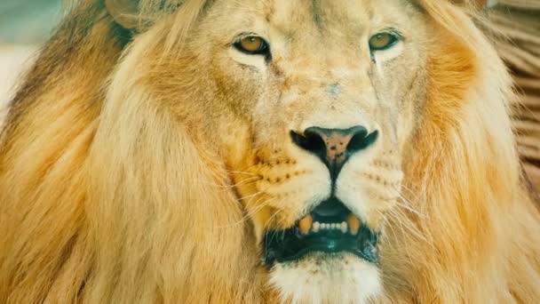 The male lion carefully looks forward in front of him — 비디오