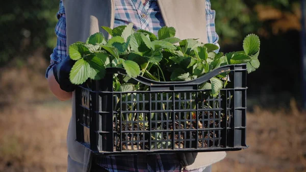 The farmer holds a basket with strawberry seedlings — 图库照片