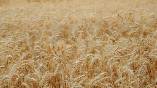 Ветер, раскачивающий поле спелой пшеницы — стоковое видео