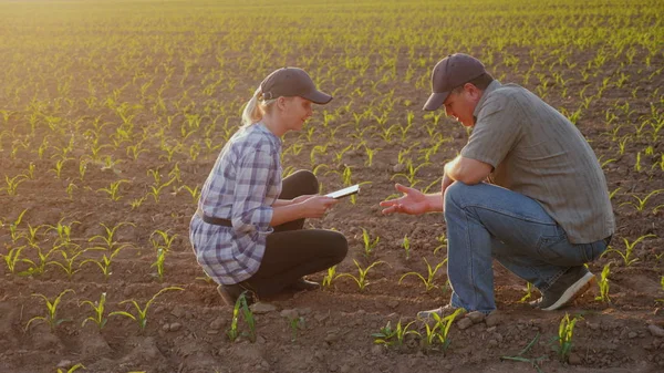 Twee boeren werken in het veld in de avond voor zonsondergang. Inspecteer de groene scheuten op het veld, gebruik een Tablet — Stockfoto