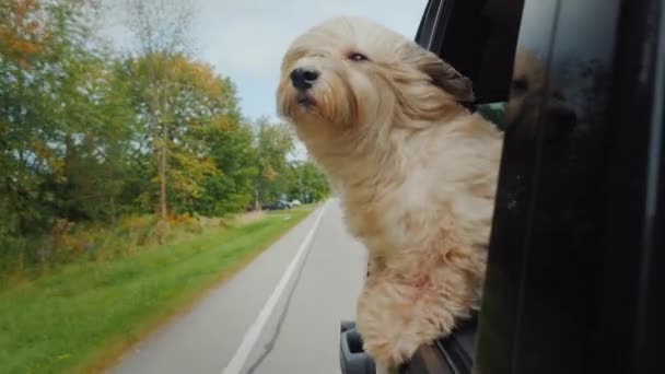 Grappige blonde hond kijkt uit het raam van de auto op de weg — Stockvideo