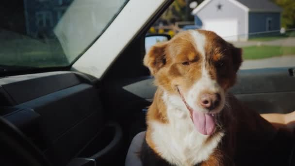 The faithful shepherd dog travels next to the owner in the car — Stock Video