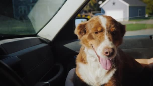 The faithful shepherd dog travels next to the owner in the car — Stock Footage The faithful shepherd dog travels next to the owner in the car Royalty Free Stock Video