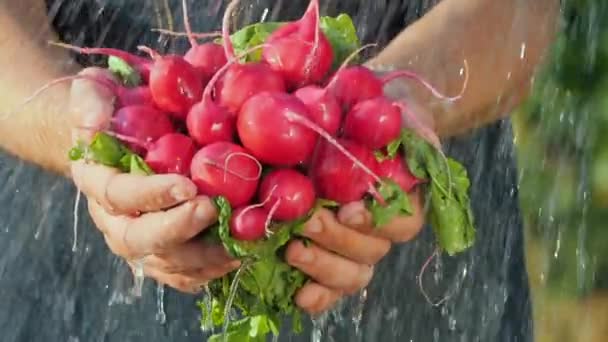 水のジェットの下の農家の手に新鮮な大根。純粋な有機製品コンセプト — ストック動画