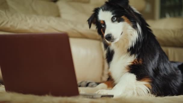 Смешная собака внимательно смотрит на экран ноутбука — стоковое видео