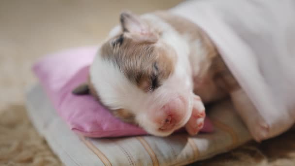 Grappige pasgeboren pup slapend in zijn wieg — Stockvideo