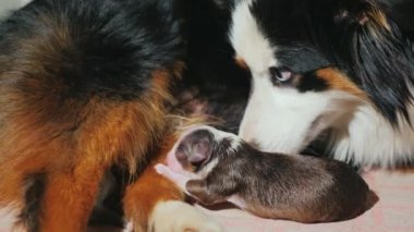 Köpek yeni doğmuş yavrusuna nazikçe bakar.