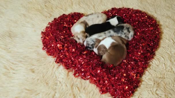 Vários filhotes de cachorro pequenos estão dentro de um coração vermelho decorativo — Vídeo de Stock