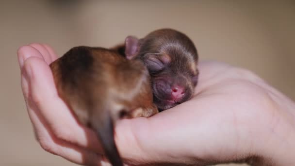 Yakın çekim: kahverengi renkli yeni doğmuş köpek yavrusu. Yüzüğe kıvrılmış ve avucunun içinde uzanmış — Stok video