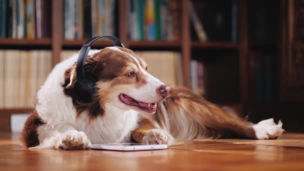 Az ausztrál juhászkutya van a padlón feküdt a könyvtárban, hallgathatja a zenét a fejhallgatót. Mellett a tabletta — Stock videók