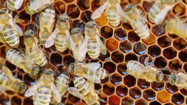 Spousta včel na saute — Stock video