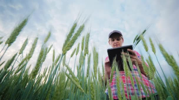 Женщина-фермер средних лет, работающая на пшеничном поле — стоковое видео