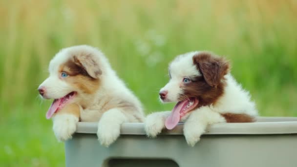 Three cute puppies peek out of the basket, then stand in the backyard on the lawn — Stockvideo