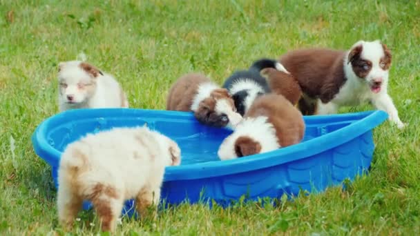 A group of puppies drinks water from a small pool in the backyard — Stockvideo