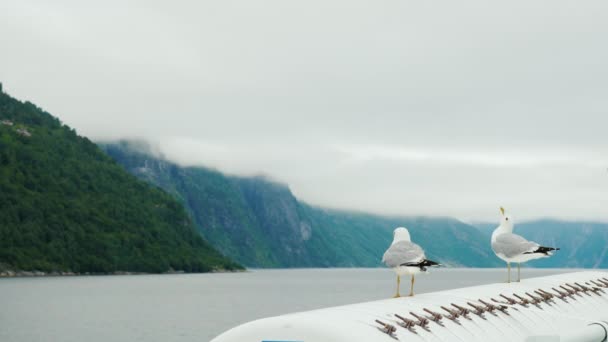 Duas gaivotas se sentam a bordo de um navio de cruzeiro, viajando pelos fiordes da Noruega — Vídeo de Stock