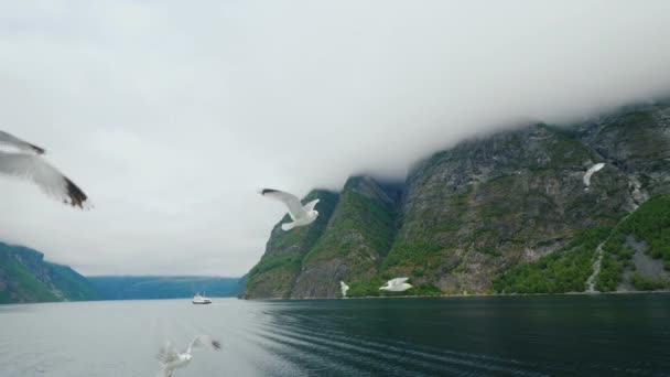 En flock måsar flyger bakom ett kryssningsfartyg. Reser genom Norges fjordar — Stockvideo