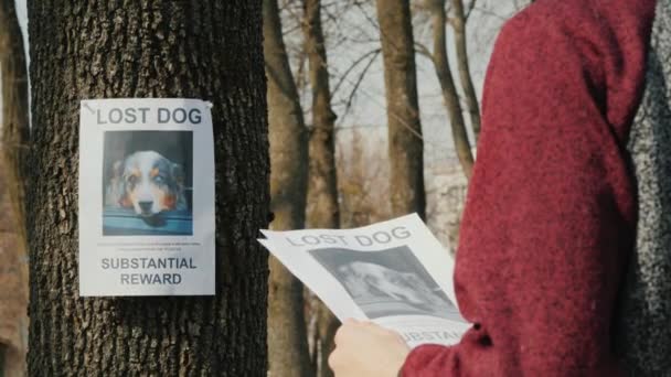 Tiener zet advertenties voor vermiste honden — Stockvideo