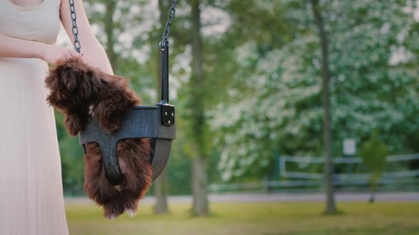 A woman rolls her beloved puppy on a swing. Cute pets — Stock Video