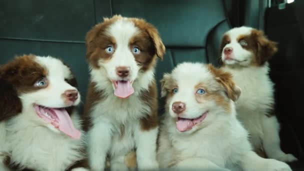 Funny puppies passengers cars traveling near — Stock Video
