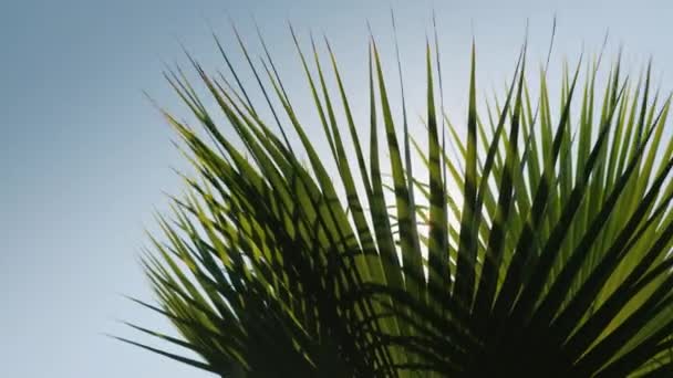 Να Palm κλαδιά ταλάντωση του ανέμου, ο ήλιος λάμπει μέσα από αυτά. Ενάντια στον γαλάζιο ουρανό — Αρχείο Βίντεο