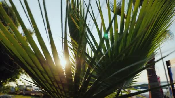 Solens strålar skiner genom palmbladen — Stockvideo
