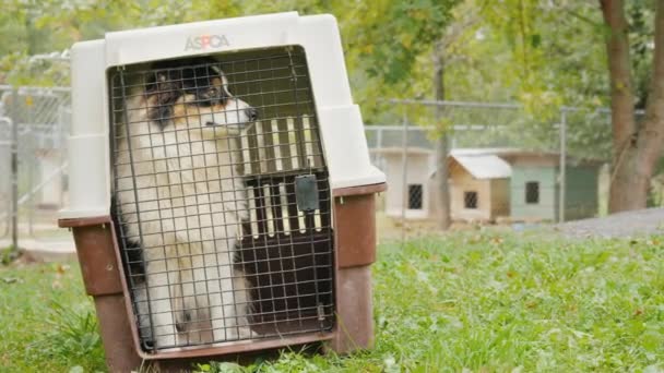 Wilson, Ny, Usa, October 2018: Dog in a cage with a ACPSA logo — Stock Video