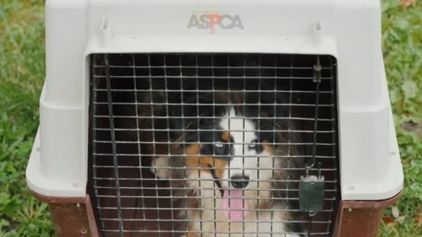 Wilson, Ny, Usa, October 2018: Dog in a cage with a ACPSA logo — Stock Video