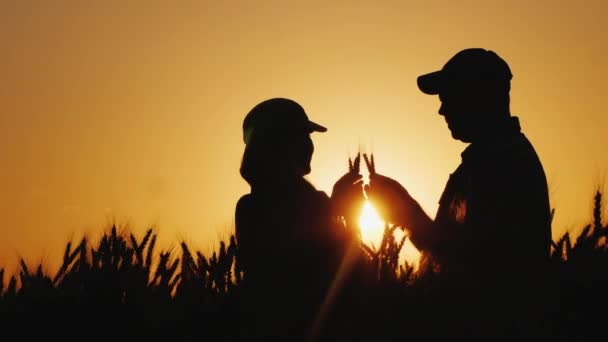 Silhouettes de deux agriculteurs dans un champ de blé regardant des épis de maïs — Video