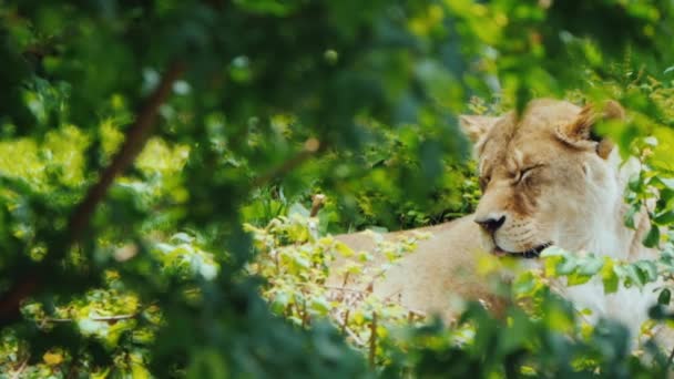 Leona descansando en la espesura de la selva — Vídeos de Stock