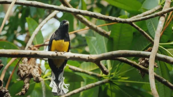 Žluté černé barvy Motley Černovlasý trogon je druh ptáka z čeledi Trogonidae. — Stock video