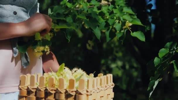 Ein Mann pflückt Lindenblumen, legt sie in einen Korb. Sammlung nützlicher und heilender Pflanzen — Stockvideo