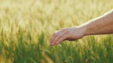 Hands of a team of farmers against the background of a field with wheat