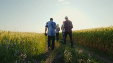 A group of successful farmers walks along wheat fields, communicate