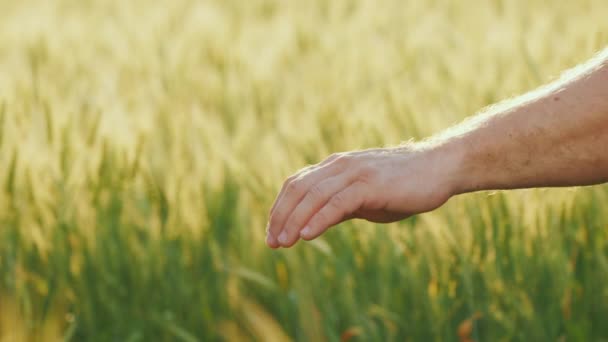 Hands of a team of farmers against the background of a field with wheat — Stock Video