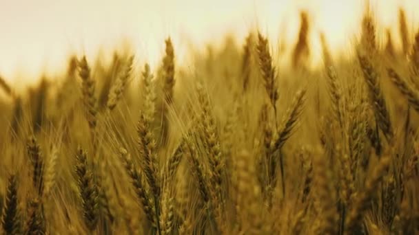 オレンジ色の夕日の空に対する熟した小麦の耳のシルエット — ストック動画