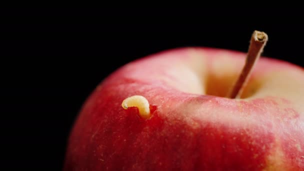 Κοντινό πλάνο του σκουληκιού θα βγει από το μήλο — Αρχείο Βίντεο