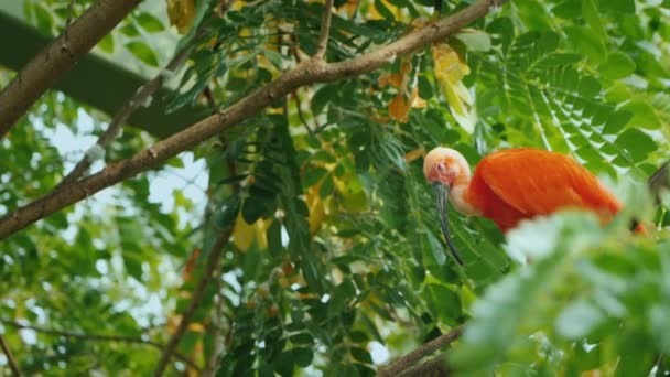Mooie Bird Sleepy scarlet irbis zittend in de takken van een boom — Stockvideo