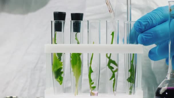 Un hombre con guantes trabaja en un laboratorio con muestras de plantas — Vídeo de stock