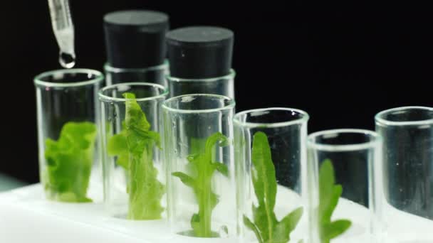 Macroshooting des éprouvettes avec des plantes, ils ajoutent le médicament. Concept de modifications génétiques — Video