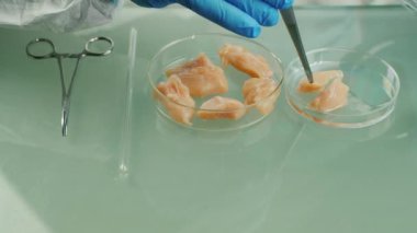 Yakın çekim: teknisyen laboratuvardaki tavuk etinin kalitesini kontrol ediyor. Gıda kalite kontrolü