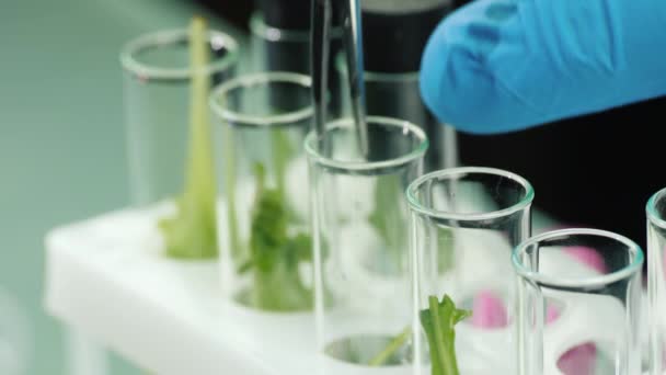 Macro shot d'un homme en gants travaille dans un laboratoire avec des échantillons de plantes — Video