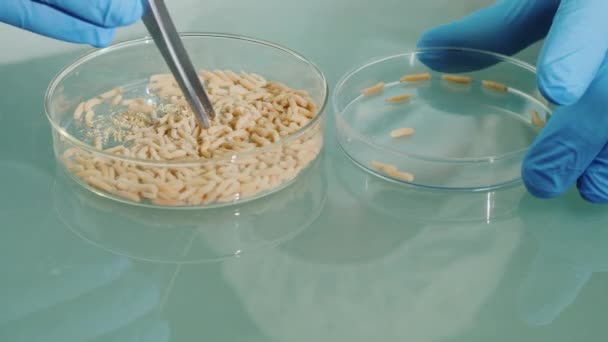 Scientist in the laboratory conducts experiments with maggots — Stock Video