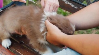 Sahibi köpeğini aşılıyor.
