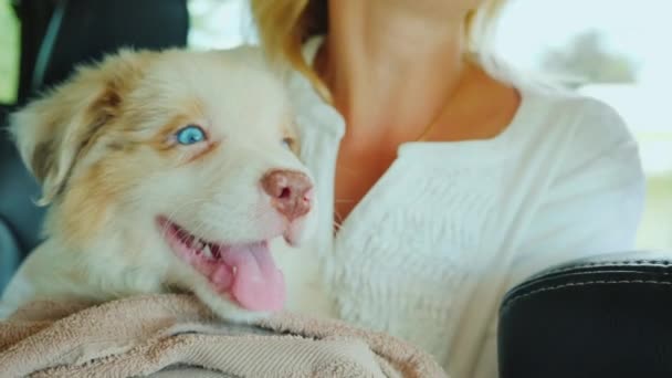 Propietario con paseos de mascotas en un coche, concepto de perro viajero — Vídeo de stock