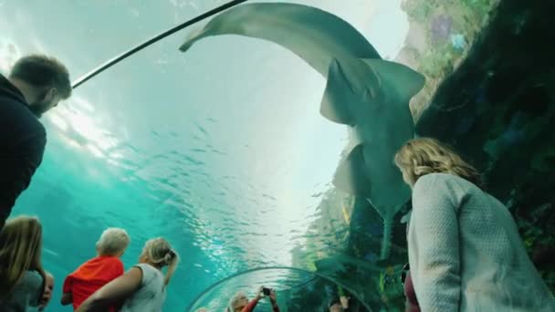 Toronto, Ontario, Canada, October 2017: People in a glass aquarium tunnel. With admiration, they look at the shark and the sawfish in their heads, Ripleys Aquarium — Stock Video