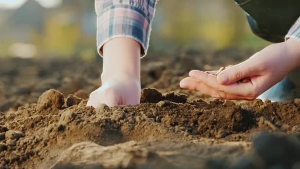 Primer plano de las manos de los agricultores están sembrando grano en el suelo . — Vídeo de stock