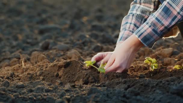 Agricultores manos plantan cuidadosamente plántulas de fresa — Vídeos de Stock