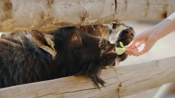 Забавный чёрный козел, просящий угощения, сует голову в щель в заборе — стоковое видео